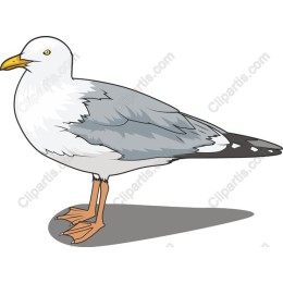 Seagull Standing in and