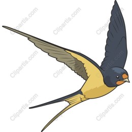 Soaring Swallow