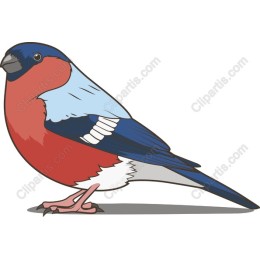 Vibrant Bullfinch in and