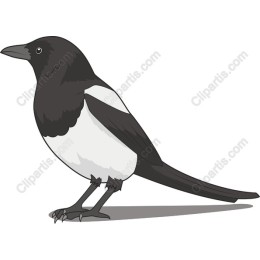 Magpie
