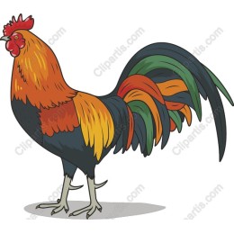 Majestic Rooster