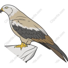 Majestic Hawk