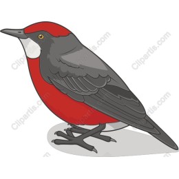 Bullfinch