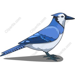 Vibrant Blue Jay