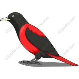 Vibrant Black and Red Bird