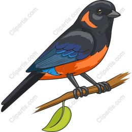 Vibrant Colorful Bird