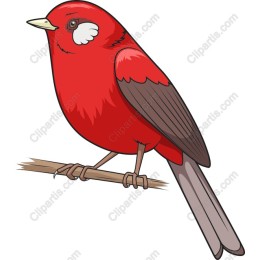 Vibrant Red Bird