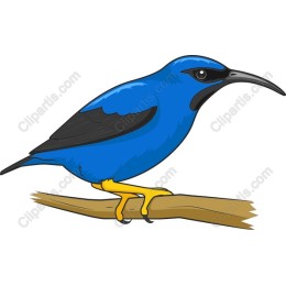 Vibrant Blue Bird