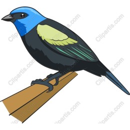 Vibrant Bird
