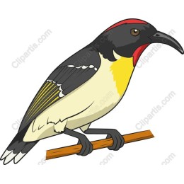 Vibrant Bird