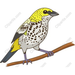 Vibrant Bird Perched on Branch