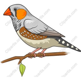 Charming Bird