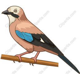 Eurasian Jay