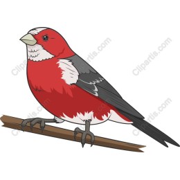 Vibrant Red Bird
