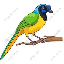 Vibrant Bird