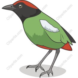 Vibrant Green Bird