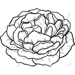 Elegant Rose - Intricate Line Art