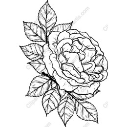 Elegant Rose