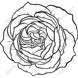 Rose Blossom