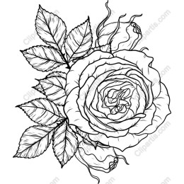 Exquisite Rose