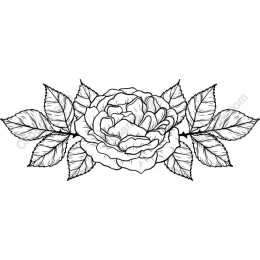 Elegant Black and White Rose