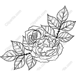 Elegant Hand-Drawn Rose