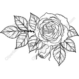 Elegant Black and White Rose