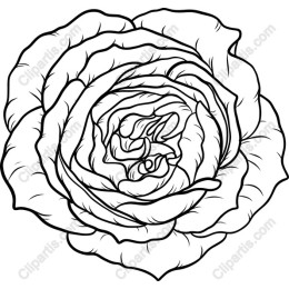 Elegant Black and White Rose
