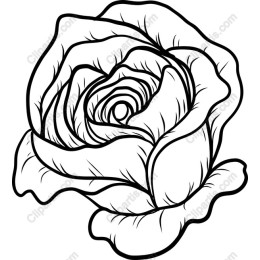 Elegant Rose