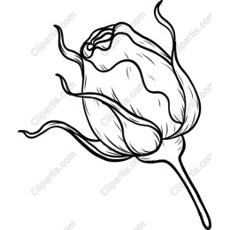 Rose Blossom
