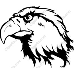 Bald Eagle Head