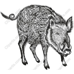 Wild Boar Hand-Drawn