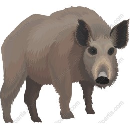 Wild Boar