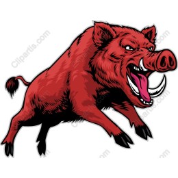 Aggressive Wild Boar