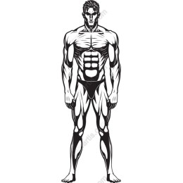 Muscular Male Figure