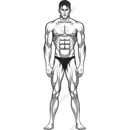 Muscular Male Figure