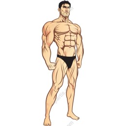 Muscular Male Figure