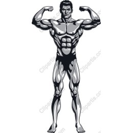 Dynamic Muscular Male