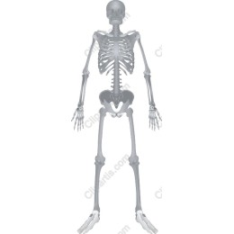 Human Skeleton