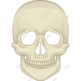 Intricate Skull