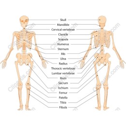 Human Skeletal System