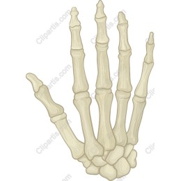 Human Hand Skeleton