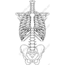 Human Skeleton