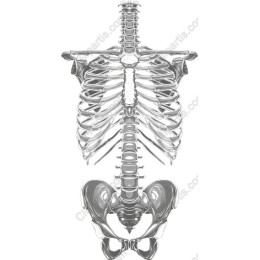 Human Skeleton