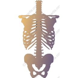 Human Skeleton