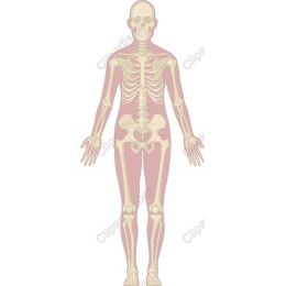 Human Skeleton