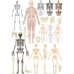 Human Skeleton Set - Bundle