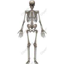  Skeleton