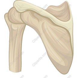 Shoulder Bone