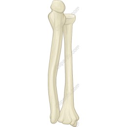 Anatomically Accurate Long Bone